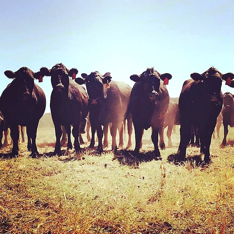 Black cattle herd at Triple C Ranch
